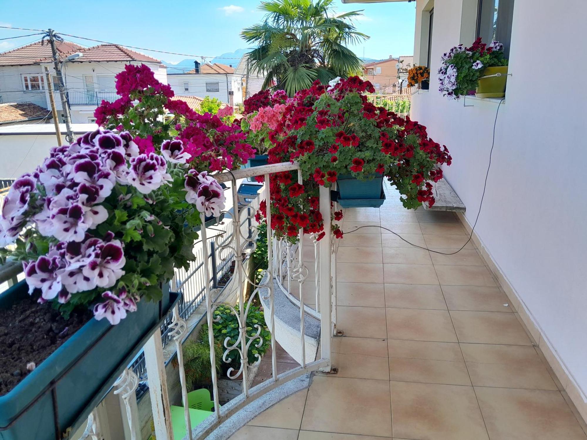 Blissful Hostel Shkodër Buitenkant foto